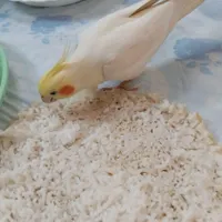 عروس هلندی گمشده مژدگانی ۳۰ میلیون