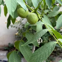 خونه-باغ-میم-لاکچری