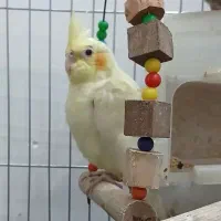 طوطی عروس هلندی ماده|پرنده|رشت, رودباری|دیوار