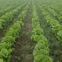 کاهو محلی|خوردنی و آشامیدنی|خان ببین, |دیوار