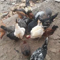 مرغ و خروس محلی