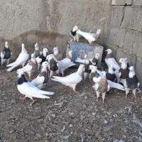 طوقی