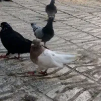 کم شود.  جوجو سبز|حیوانات|قوچان, |دیوار