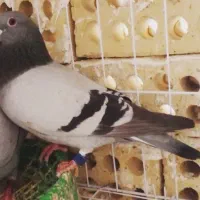 کبوترپلاکی