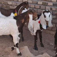 3راس بزغاله ماده گوش بلند|حیوانات مزرعه|ملکآباد, |دیوار