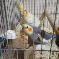 جفت عروس مولد با جوجه