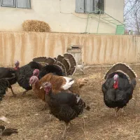 بوقلمون نر و ماده امسال|حیوانات مزرعه|اردبیل, |دیوار