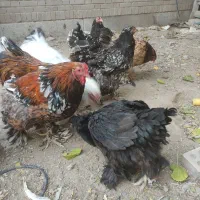 مرغ وخروس برهما