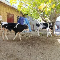 گوساله ماده سیمینتال و هلشتاین،گاو کردی|حیوانات مزرعه|دینور, |دیوار