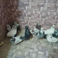 فروش کبوتر پرشی