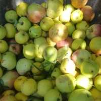 سیب‌‌|خوردنی و آشامیدنی|بجنورد, |دیوار