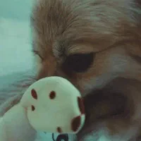 واگذاری دو عدد پامراشپیتز