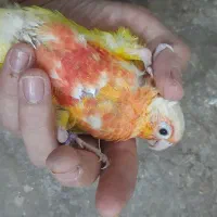 ردچیک سرلاکی ماده
