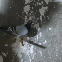 کفتر مسافتی