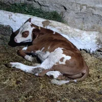 گاو و گوساله|حیوانات مزرعه|ماکو, |دیوار
