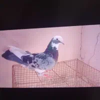 کفتر پرشی