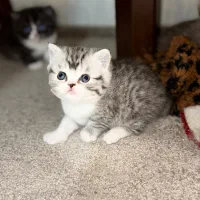 گربه بریتیش