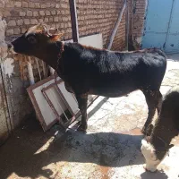 گوساله ماده
