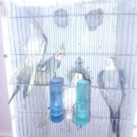 عروس هلندی جفت نروماده