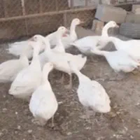 فروش غاز وغوغاز
