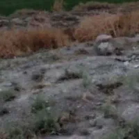 وانت|خودرو سواری و وانت|رباط‌کریم, نوده|دیوار