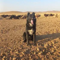 سگ گله|سگ|فرمهین, |دیوار