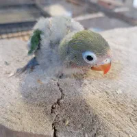 جوجه سرلاکی طوطی کوتوله حلقه به پا