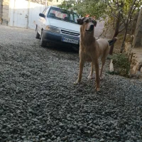 توله 8ماهه توله تبر قهرمان وحیدعباسی|سگ|همدان, |دیوار