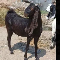 کهره پاکستانی