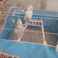 یک جفت طوطی برزیلی کوتله ویک جفت طوطی عروس|پرنده|قم, پردیسان|دیوار