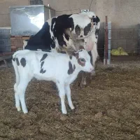 گاو گوساله ماده هلشتاین خالص