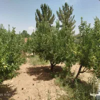 باغشهر پردیس یک دالین.هماشهر|فروش زمین و ملک کلنگی|شیراز, ارم|دیوار