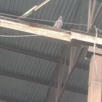 تعدادی کبوتر پرشی|پرنده|علیآباد کتول, |دیوار