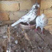 پرنده|پرنده|آران و بیدگل, |دیوار