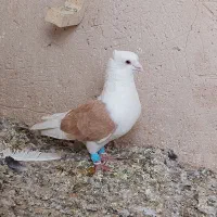 کفتر|پرنده|فسا, |دیوار