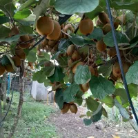 فروش کیوی مرغوب وبا کیفیت|خدمات باغبانی و درختکاری|چوبر, |دیوار