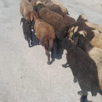 گوسفند