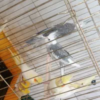 سه جفت عروس مولد امتحان پس داده