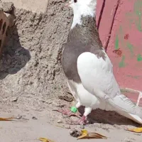 قرمزی کلفه  پیس ککیل مایا