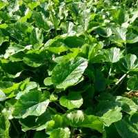 سبزی‌های محلی ،کاملا ارگانیک