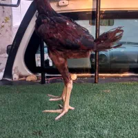 جوجه لاری دنگ بالا