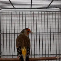 سهره قناری ماده سرخ ، جوان و زیبا|پرنده|تهران, نازیآباد|دیوار