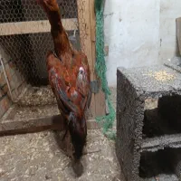 خوروس لاری