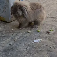 خرگوش لوپ|موش و خرگوش|مشهد, شهید قربانی|دیوار