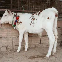 دوعدد گوساله سیمینتال نر قرمز شرابی آخر جنس گاو|حیوانات مزرعه|آق قلا, |دیوار
