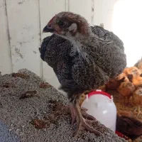 جوجه لهمن تخم گذار دوماهه|حیوانات مزرعه|قدس, شهرقدس|دیوار