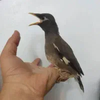 مرغ مینا|پرنده|کیش, |دیوار