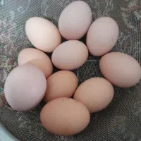 تخم مرغ محلی