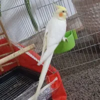 فروش یک عدد عروس هلندی سخنگو نر و یک جفت مرغ عشق|پرنده|شیراز, دارالرحمه|دیوار