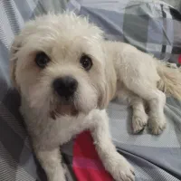 شیتزو تریر ی دختر و پسر دارم